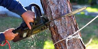 Best Hazardous Tree Removal  in Val Verde, CA