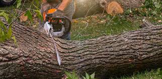 Best Lawn Disease Treatment  in Val Verde, CA