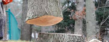 Best Tree Health Inspection  in Val Verde, CA