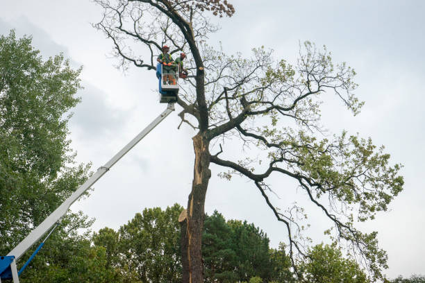 Best Root Management and Removal  in Val Verde, CA