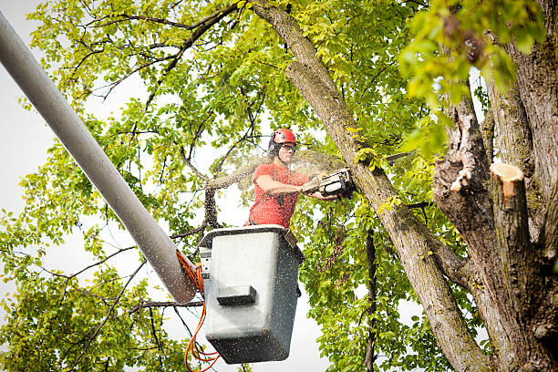 Best Root Management and Removal  in Val Verde, CA