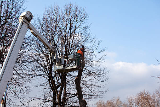 Best Fruit Tree Pruning  in Val Verde, CA