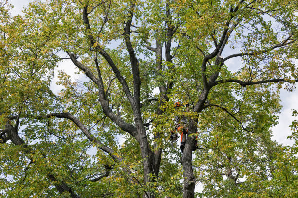 Best Emergency Tree Removal  in Val Verde, CA